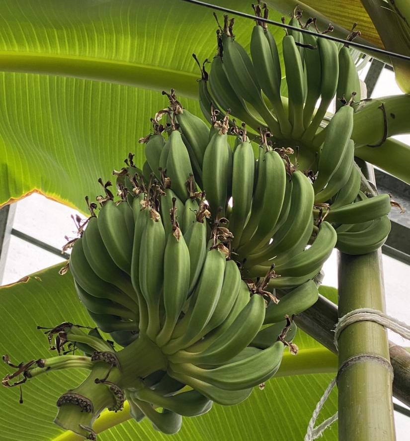 なぜ今国産バナナなのか？